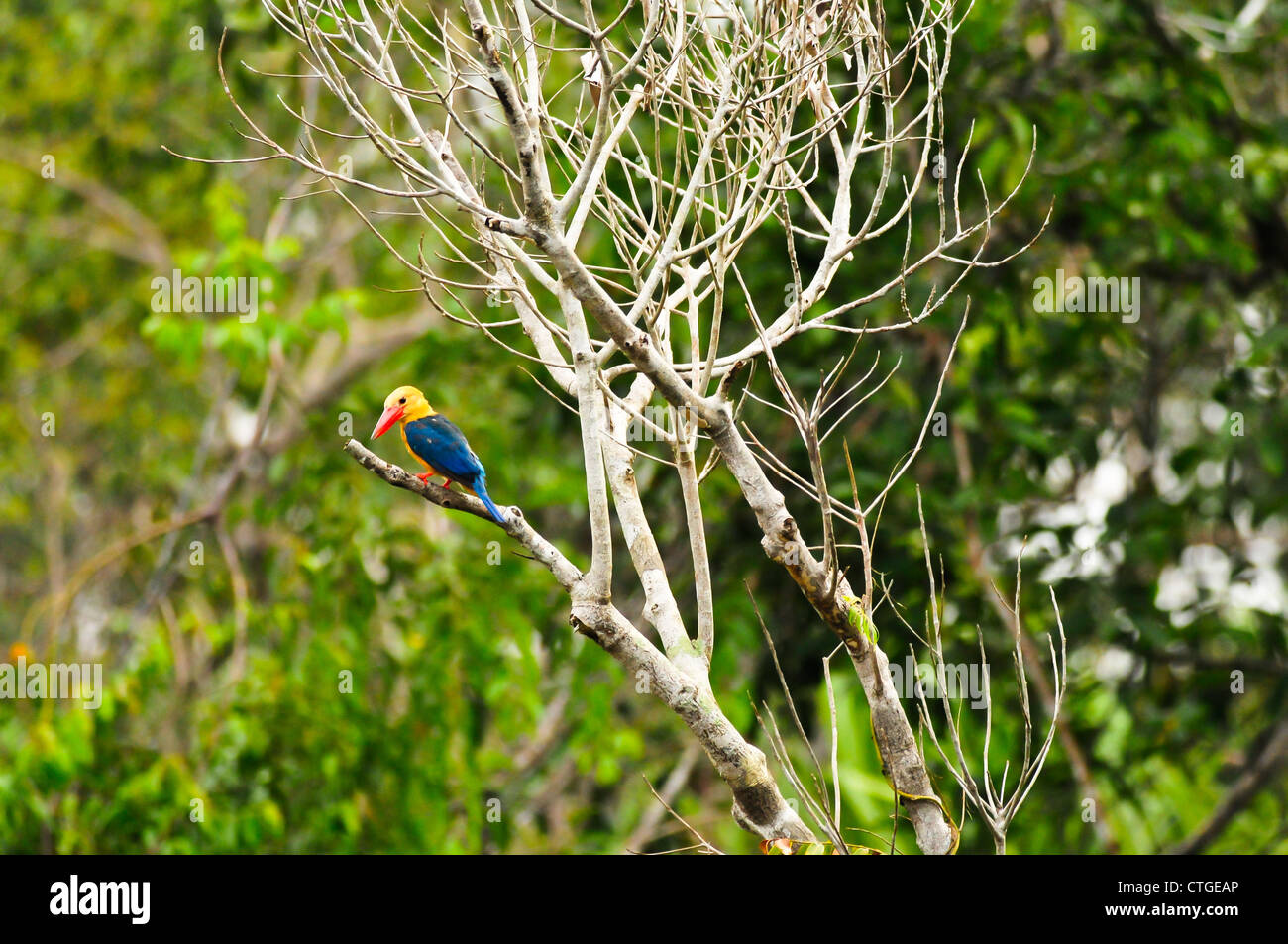 A stork-billed kingfisher perches on a dead tree branch on the banks of the Sekonyer River, Tanjung Puting National Park, Borneo Stock Photo