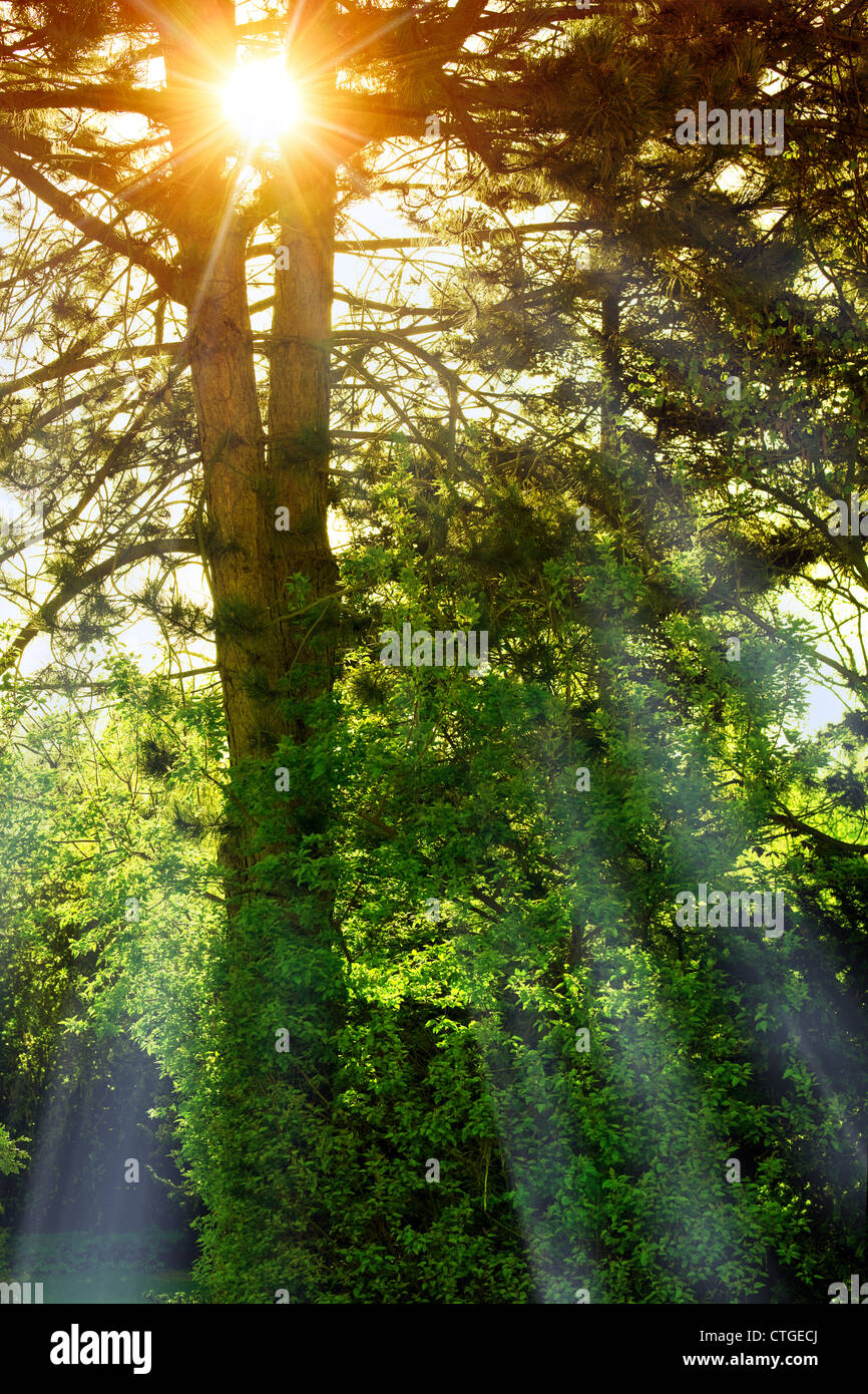 Sun sunrise sunlight sun hi-res stock photography and images - Alamy