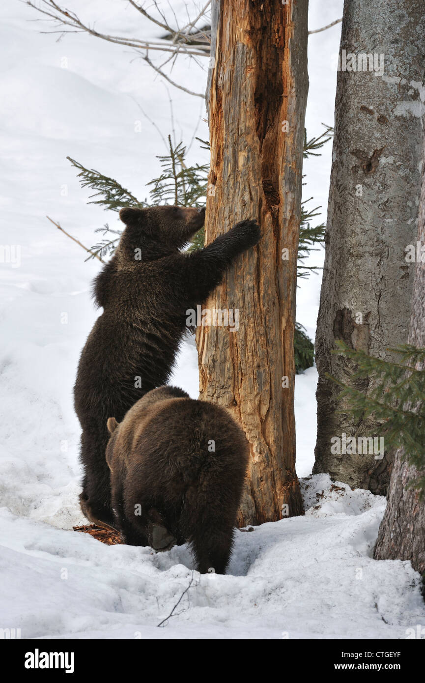Two-year-old Eurasian brown bear (Ursus arctos arctos) cub sharpening claws on tree trunk in the snow in early spring Stock Photo