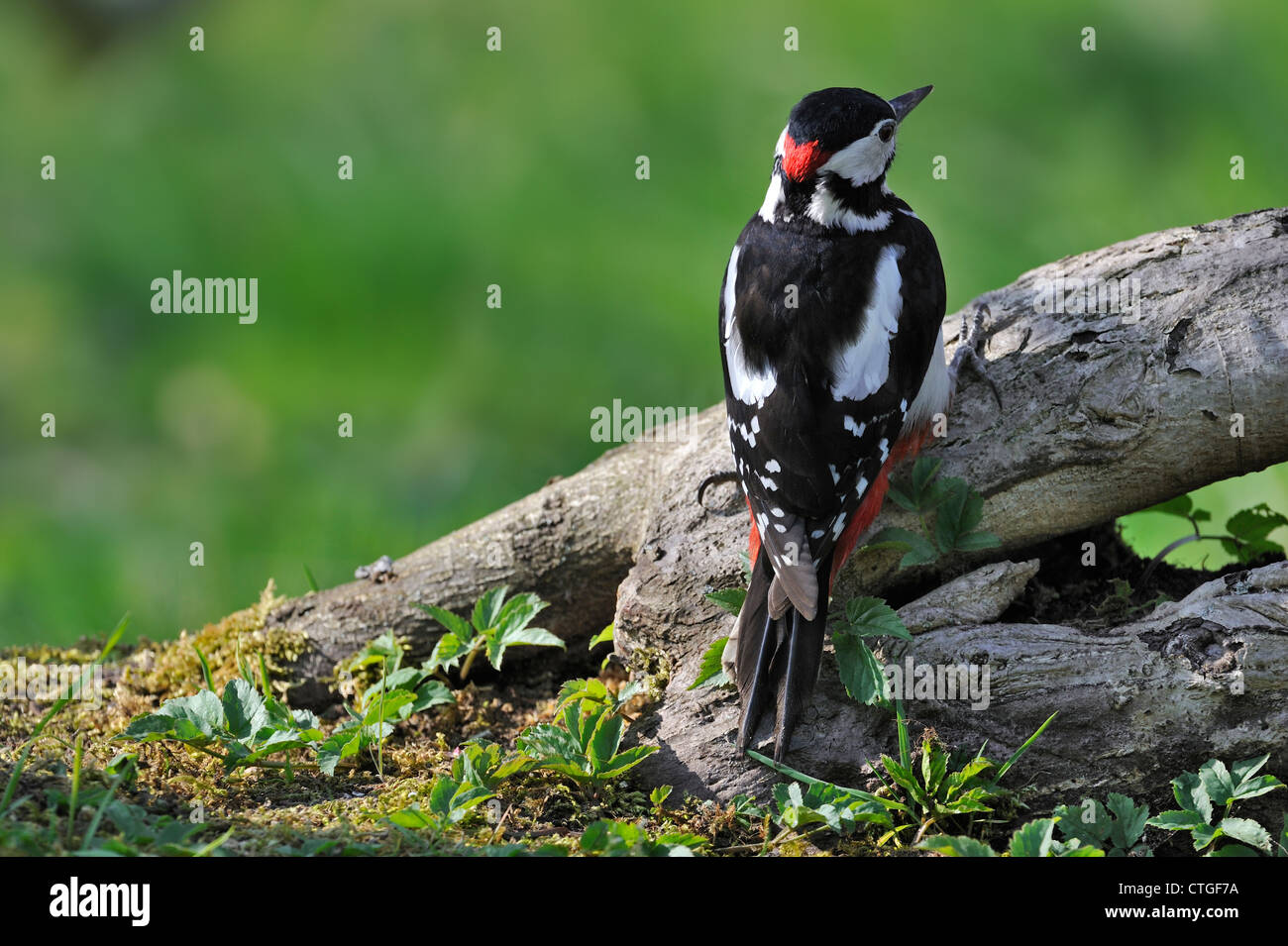 Great spotted woodpecker (Dendrocopos major) male perched on tree stump in forest, Belgium Stock Photo