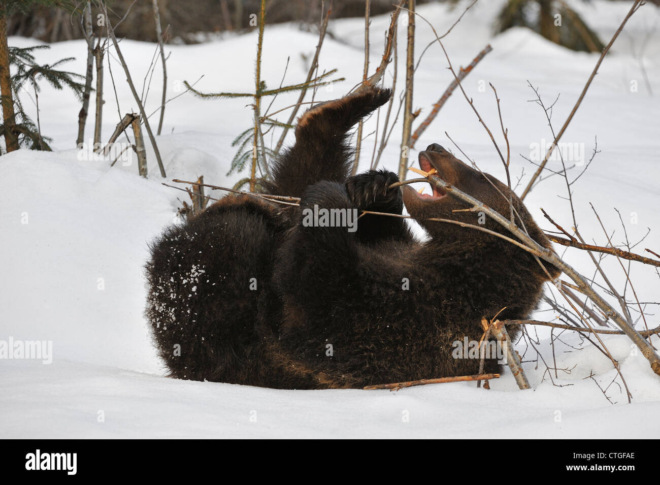 Two-year-old Eurasian brown bear (Ursus arctos arctos) cub playing on its back with twig in the snow in early spring Stock Photo