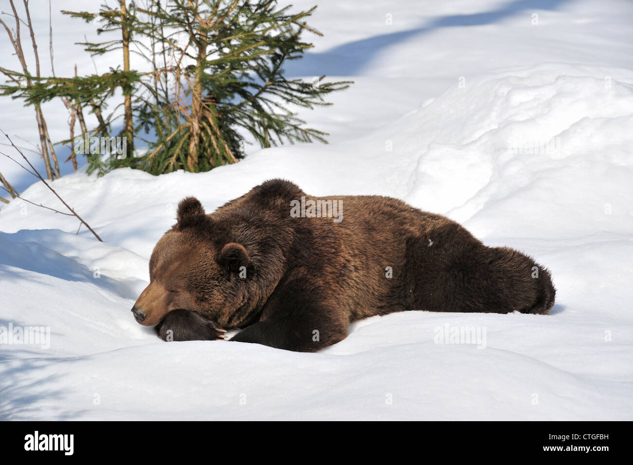 Eurasian brown bear (Ursus arctos arctos) sleeping in the snow in early spring after waking up from hibernating Stock Photo