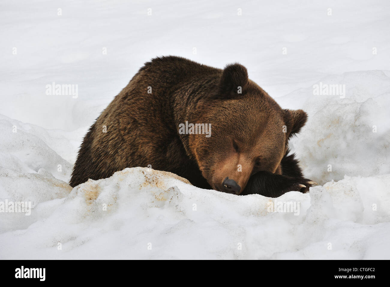 Brown Bear Hibernating