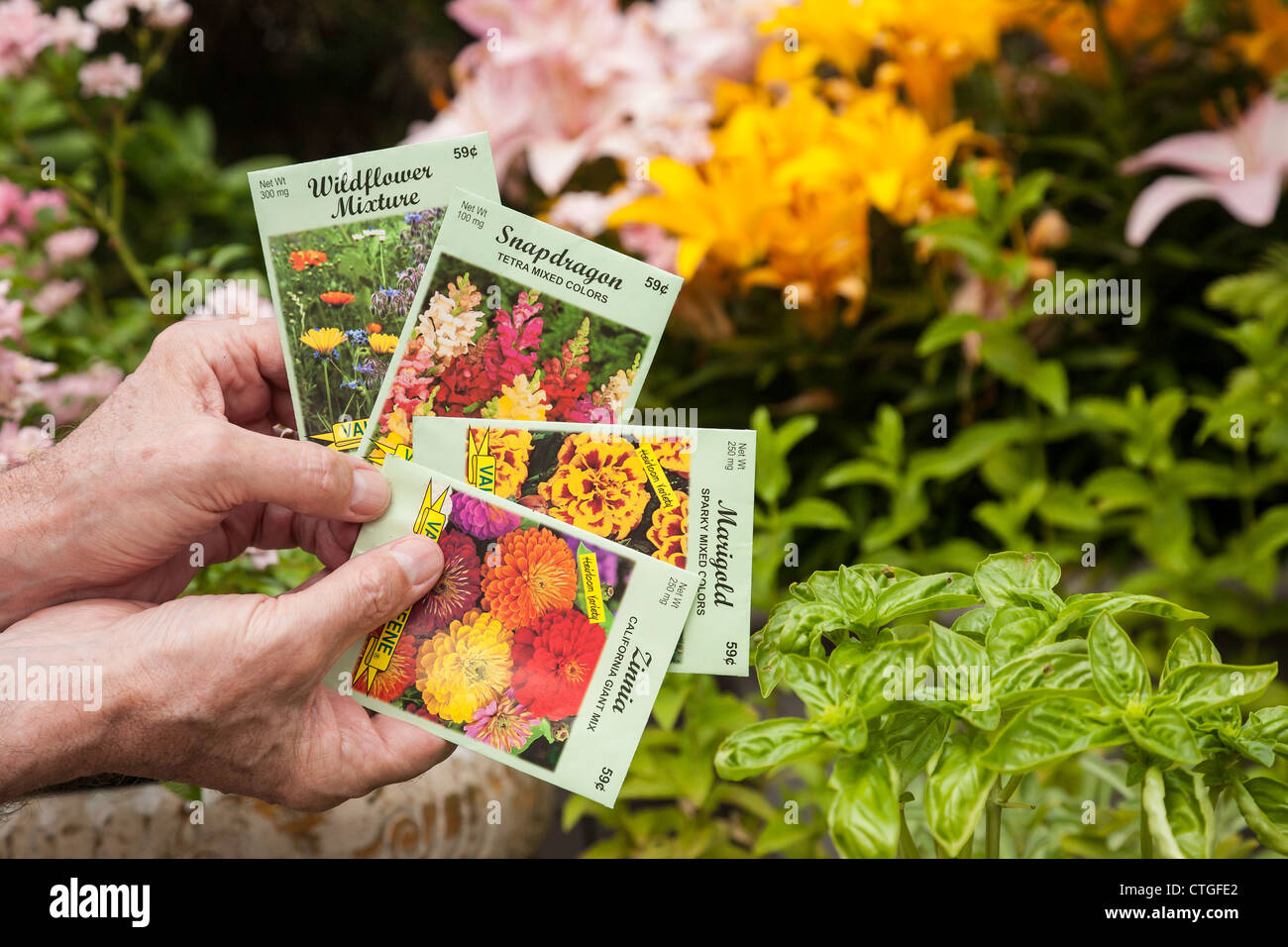Packets of Flower Seeds Stock Photo Alamy