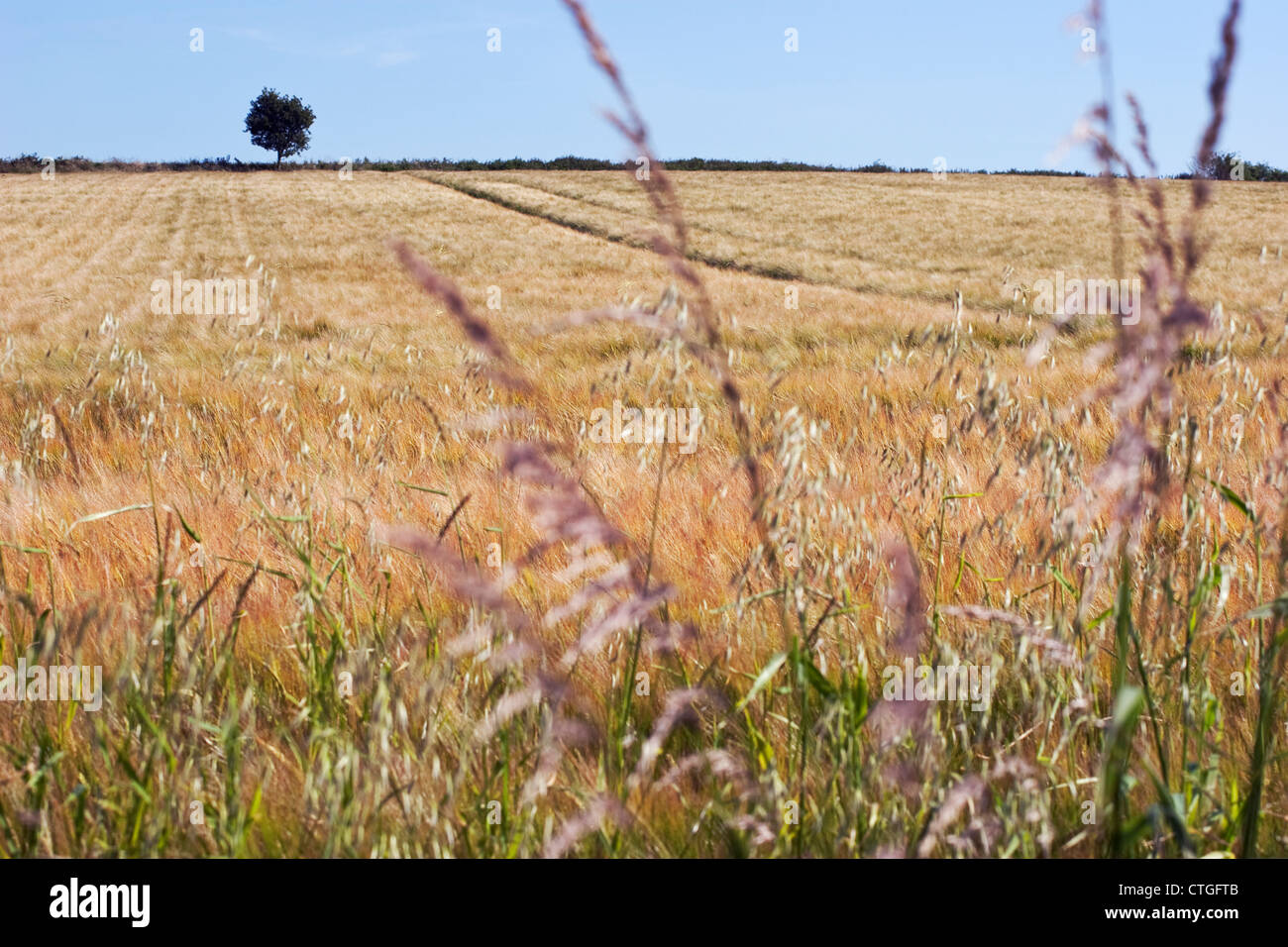 Hordeum vulgare, Barley Stock Photo
