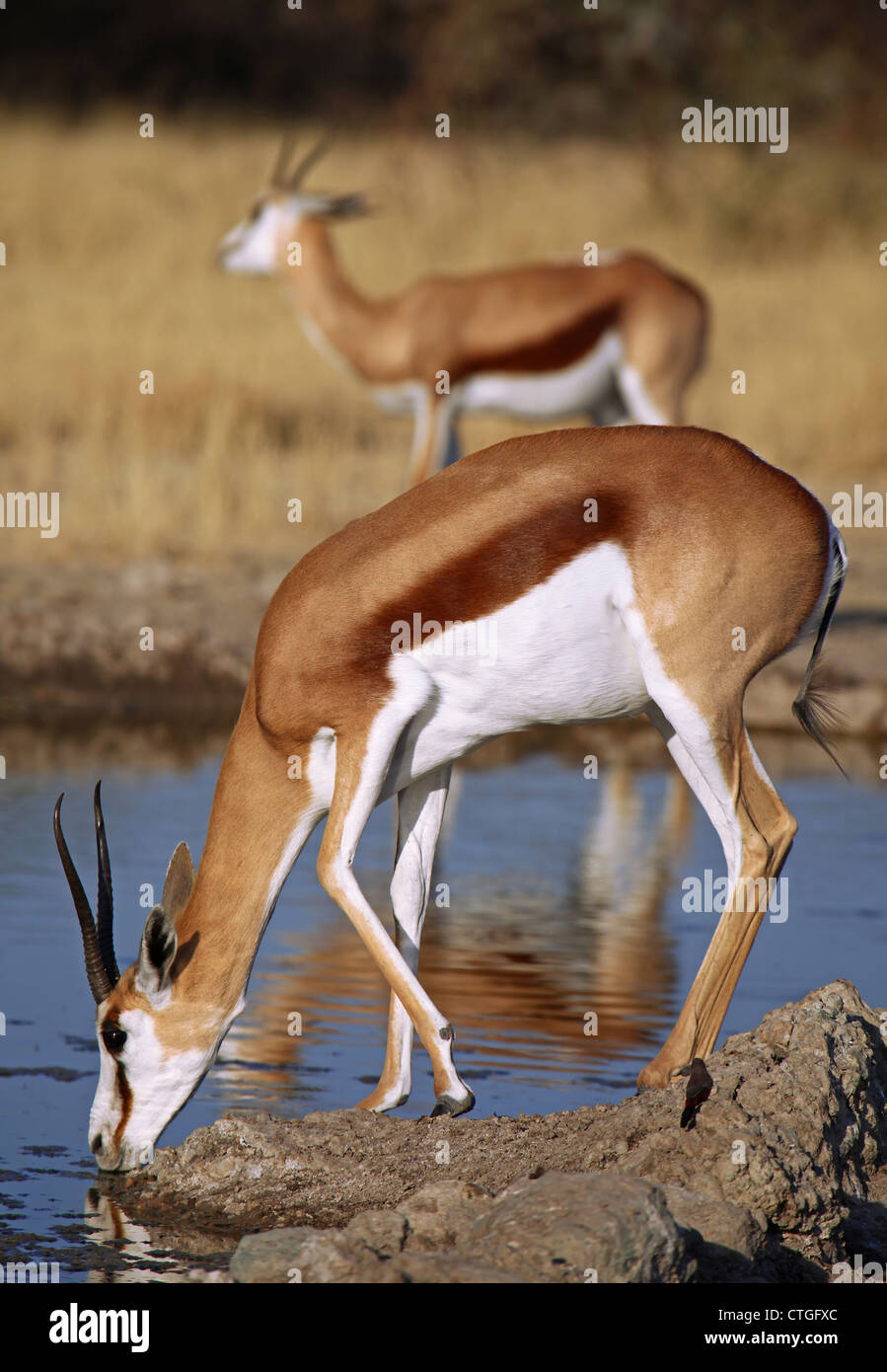 Springboks, Central Kalahari Game Reserve, Botsuana, wildlife Stock Photo