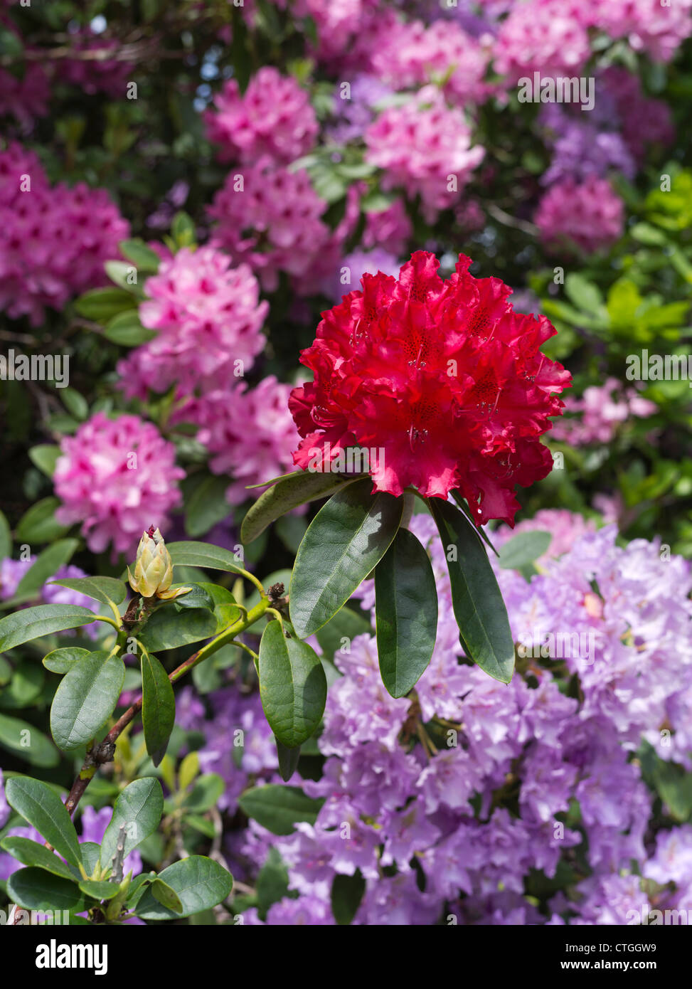 dh Rhododendron ponticum BEAULIEU HAMPSHIRE Red colour flower purple bushes flowering bush garden flowers uk gardens blooming new forest rhododendrons Stock Photo