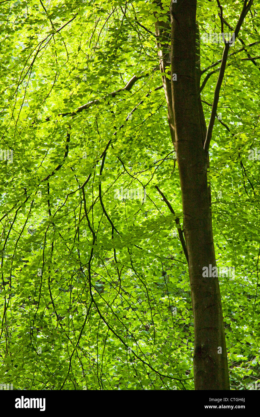 Green beech leaves and a tree trunk in woodland with bright backlight Stock Photo