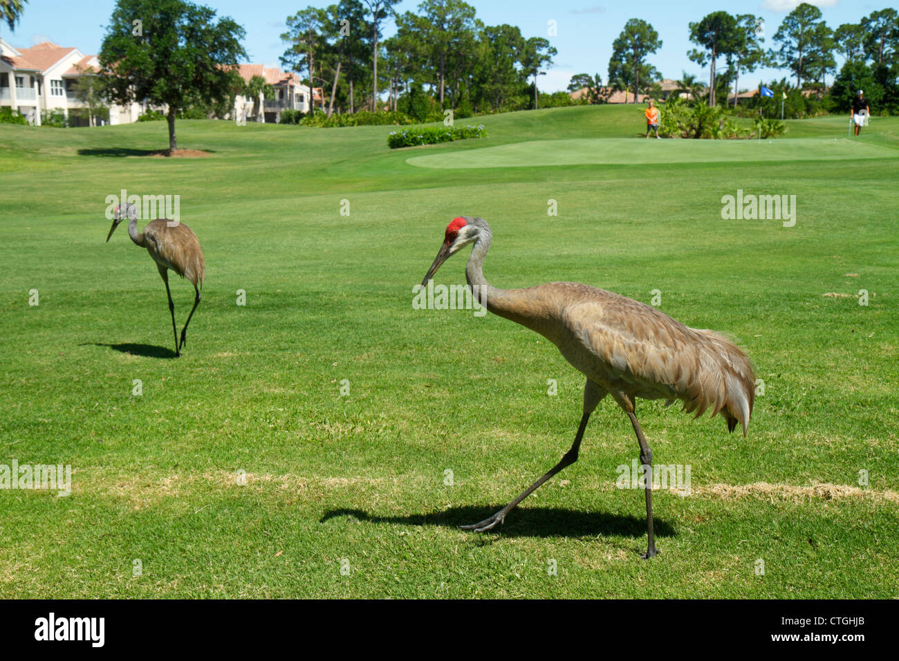 Port St.Saint Lucie Florida,PGA Village,Pine Valley,Perfect Drive Golf Villas,golf course,golfer,sandhill crane,bird birds,visitors travel traveling t Stock Photo