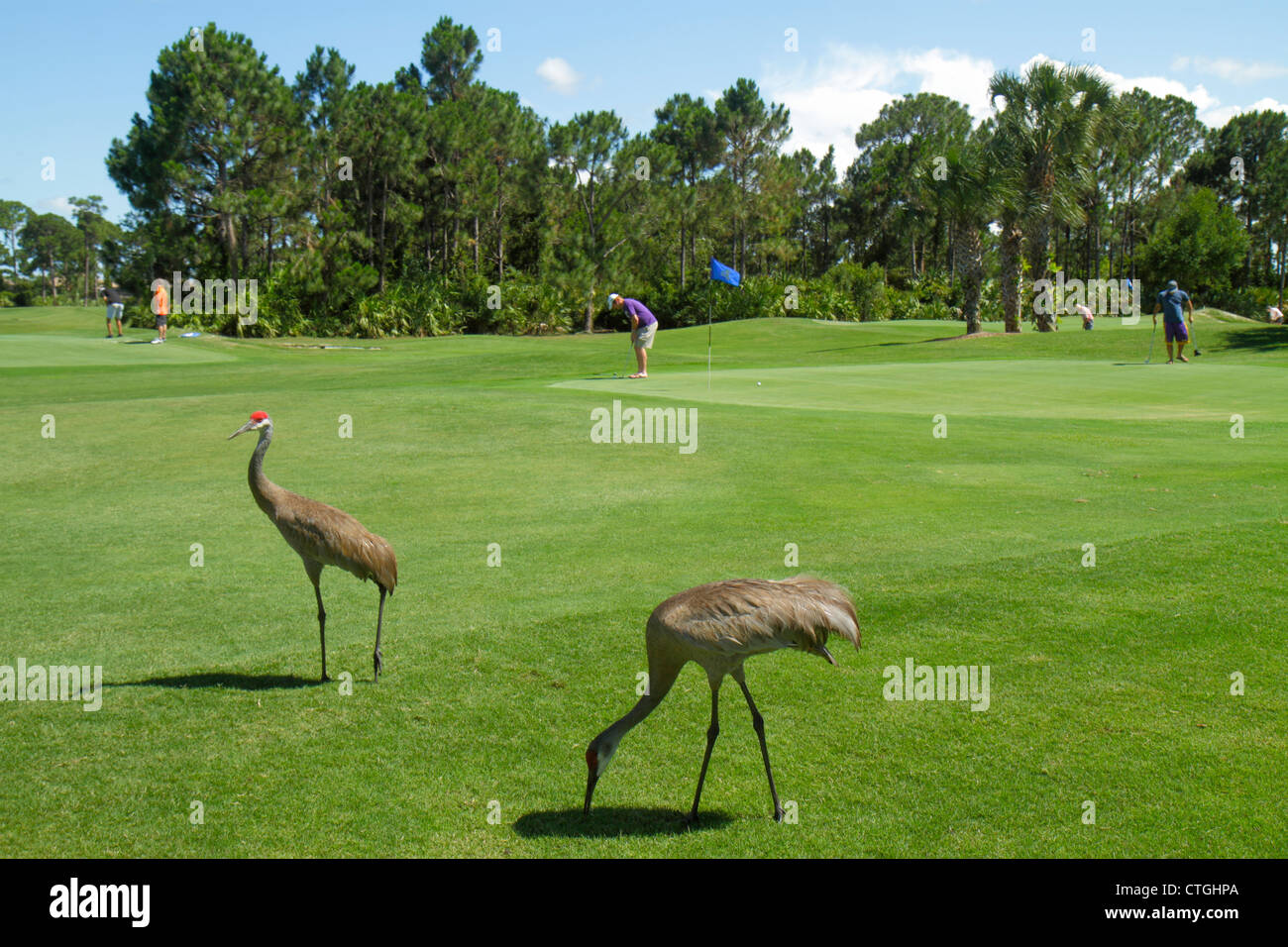 Florida,Saint St. Lucie County,Port St.Saint Lucie,PGA Village,Pine Valley,Perfect Drive Golf Villas,golf course,golfer,sandhill crane,bird,FL12052604 Stock Photo