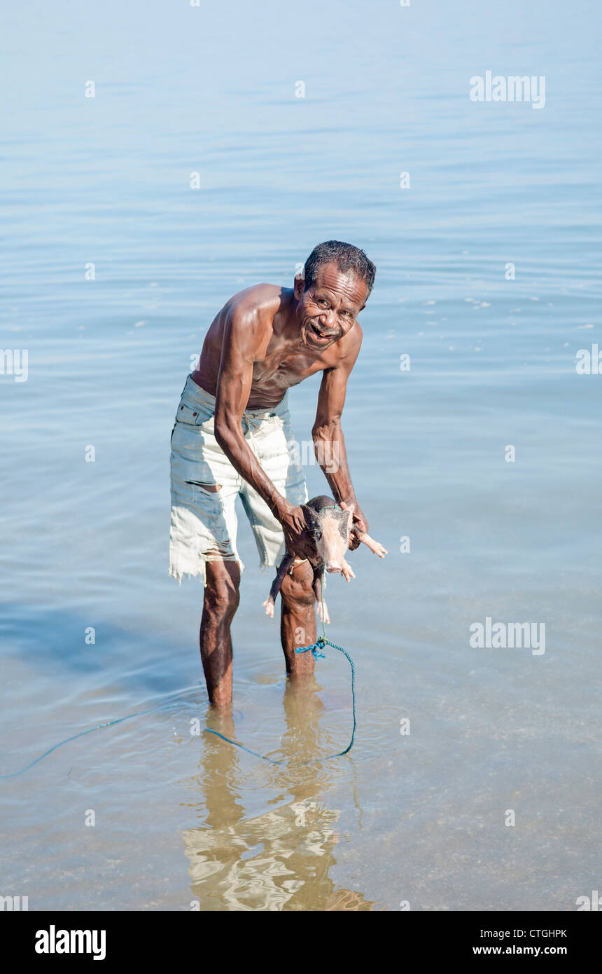 old man washing pig in sea east timor Stock Photo