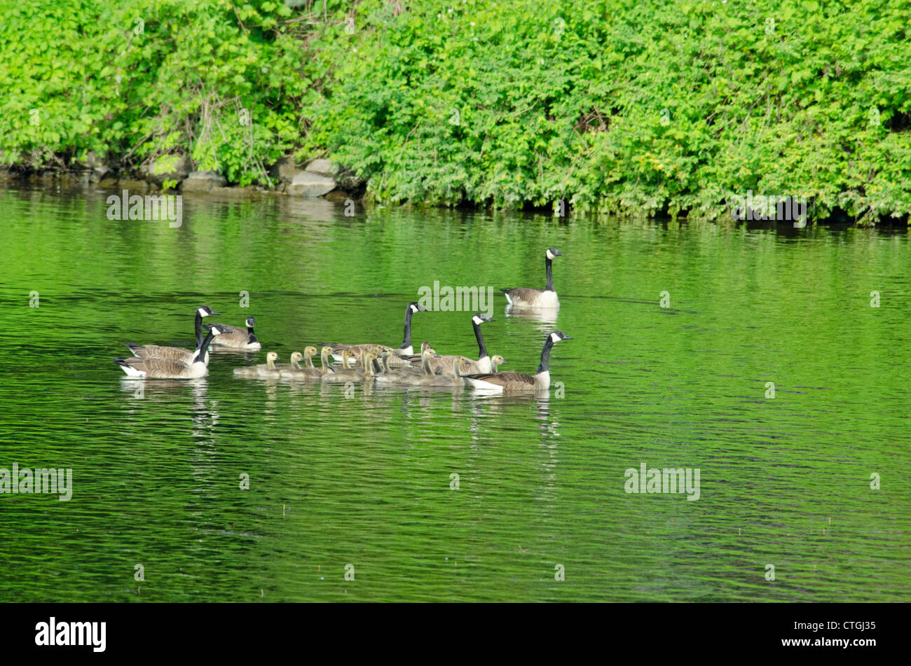 New York, Erie Canal between Sylvan Beach and Oswego. Canadian geese