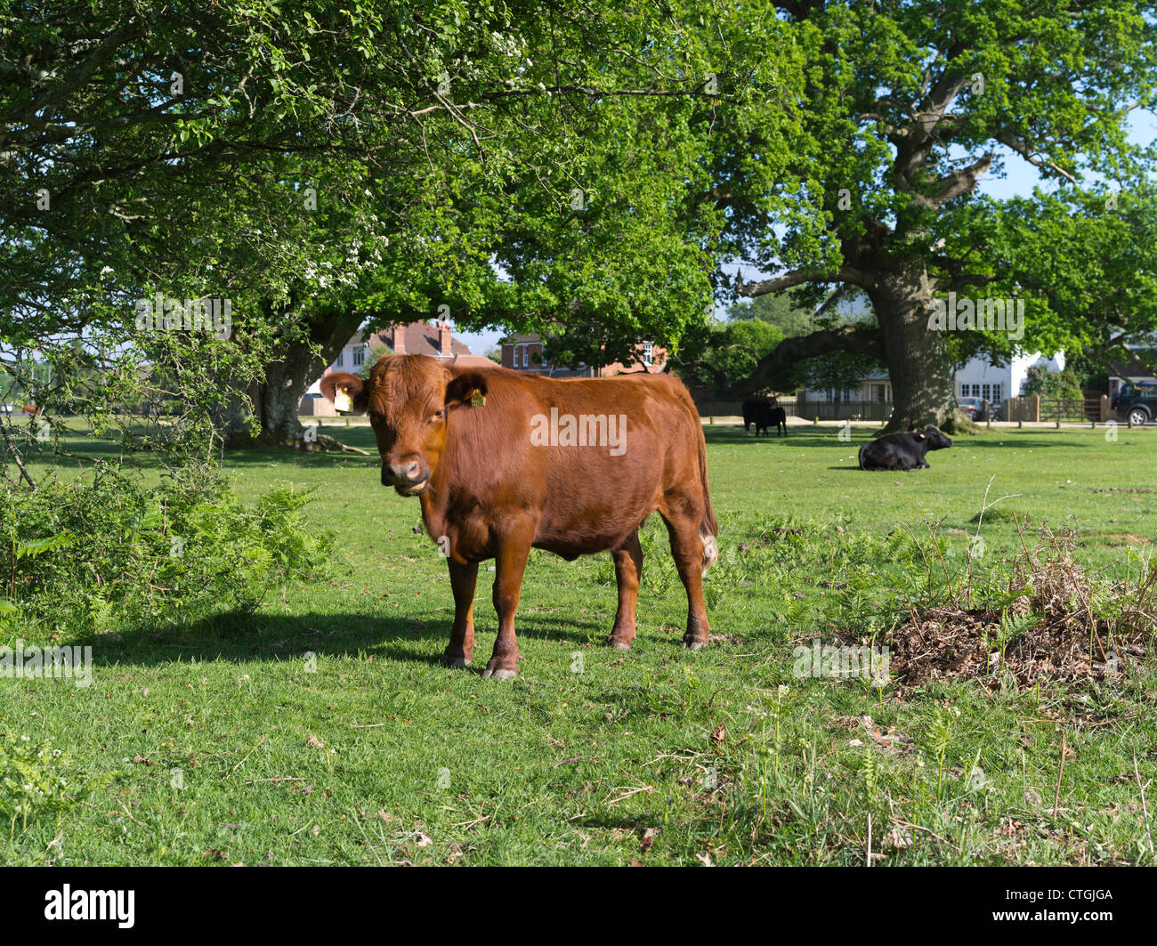 dh Brockenhurst NEW FOREST HAMPSHIRE Cow cattle on village common land ...