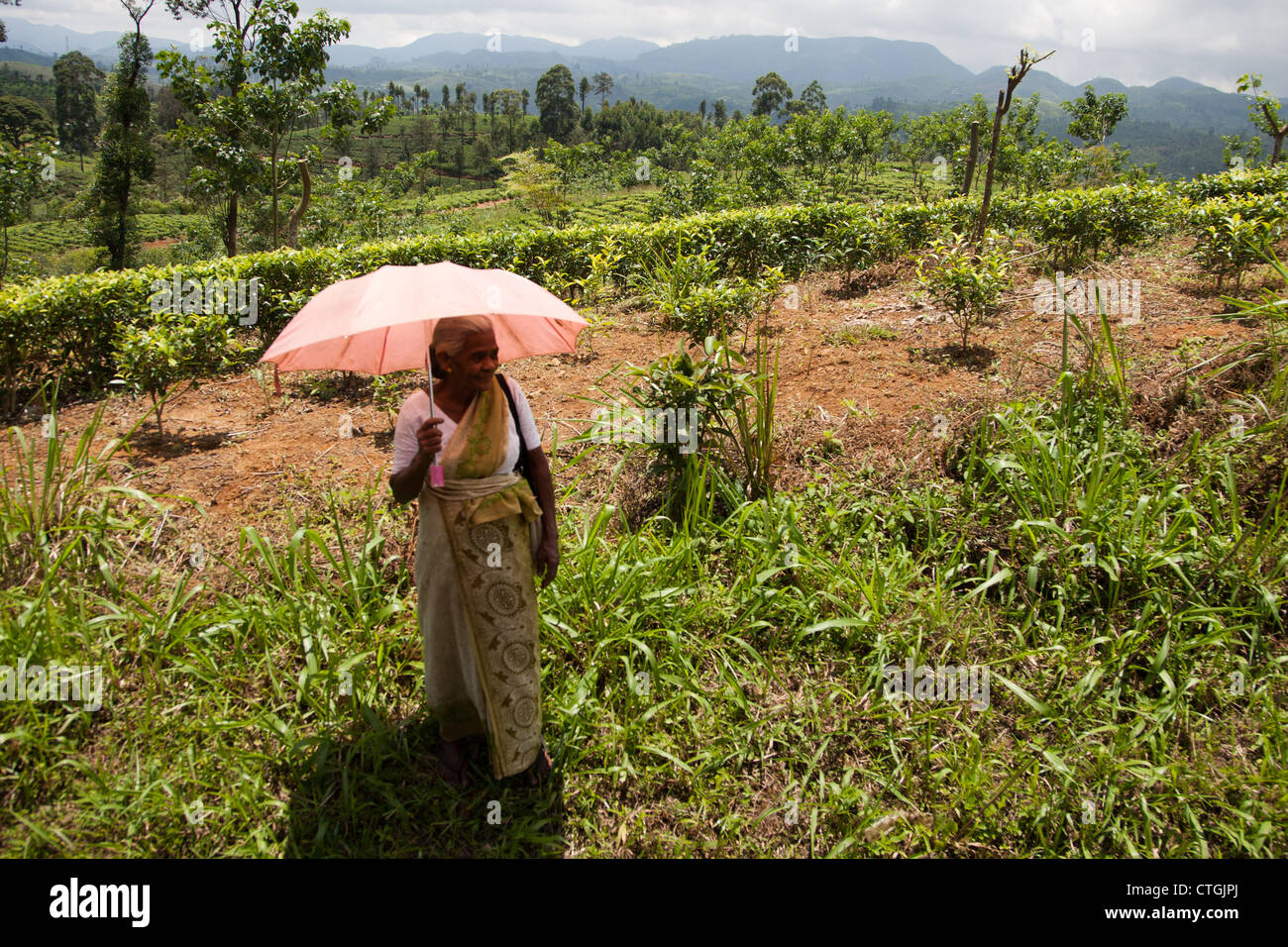 old lady with umbrella in tea plantations, Sri Lanka Stock Photo