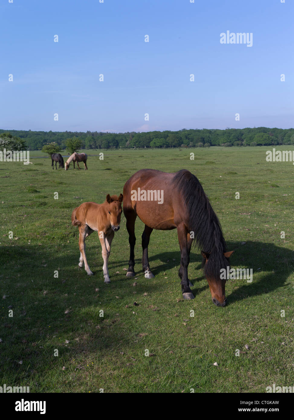dh National Park NEW FOREST HAMPSHIRE New Forest pony and horse foal ponies grazing on common land in a field england horses country foals uk Stock Photo