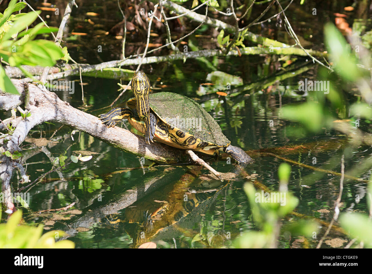 Snapping turtle on a branch in a mangrove swamp, Riviera Maya, Yucatan, Mexico. Stock Photo