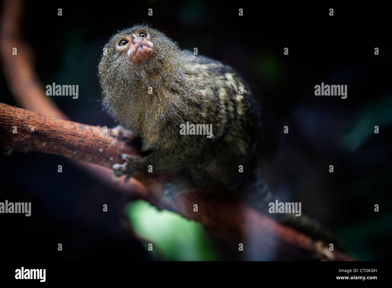 Tamarin looking up in tree at Giardino Zoologico di Roma, Bioparco SpA , Rome, Italy, Europe Stock Photo