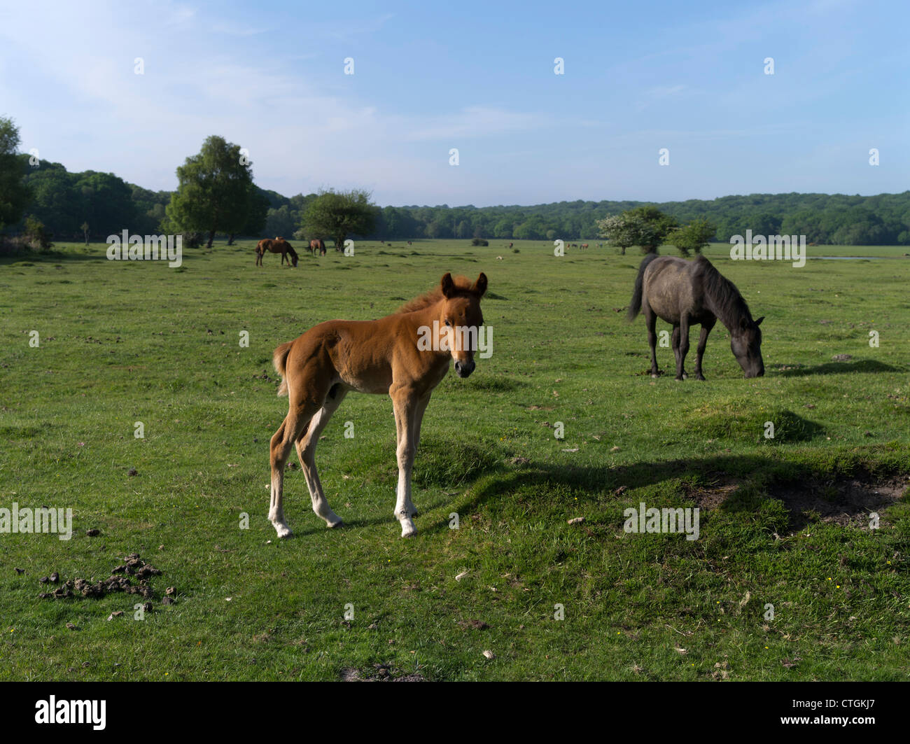 dh  NEW FOREST HAMPSHIRE New Forest foal horse ponies grazing on common land horses in field pasture uk Stock Photo