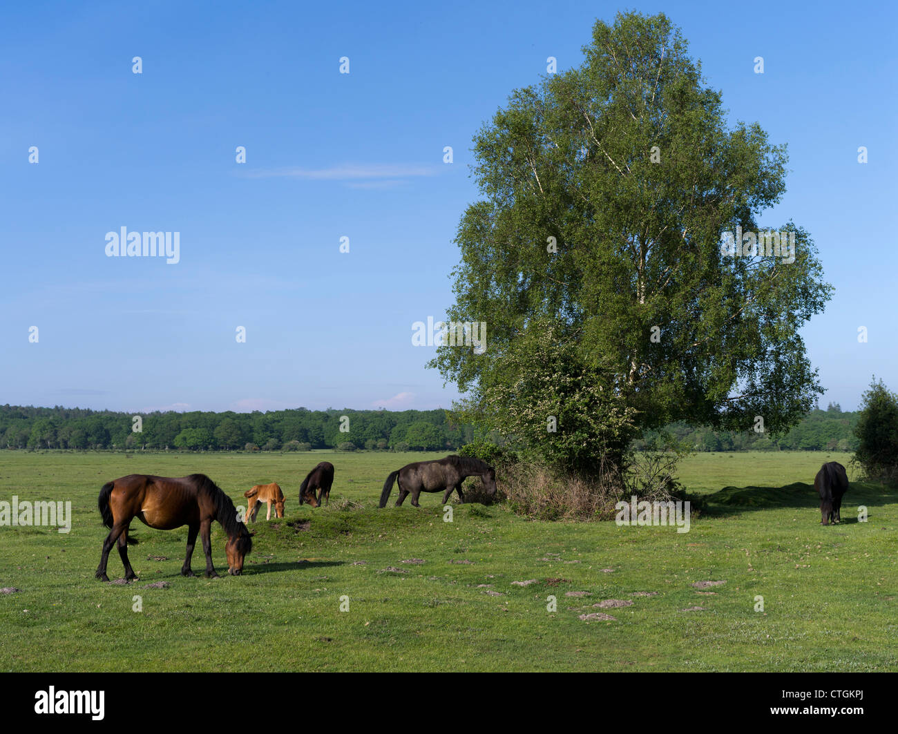 dh  NEW FOREST HAMPSHIRE New Forest pony horses grazing on common land tree england uk ponies countryside Stock Photo