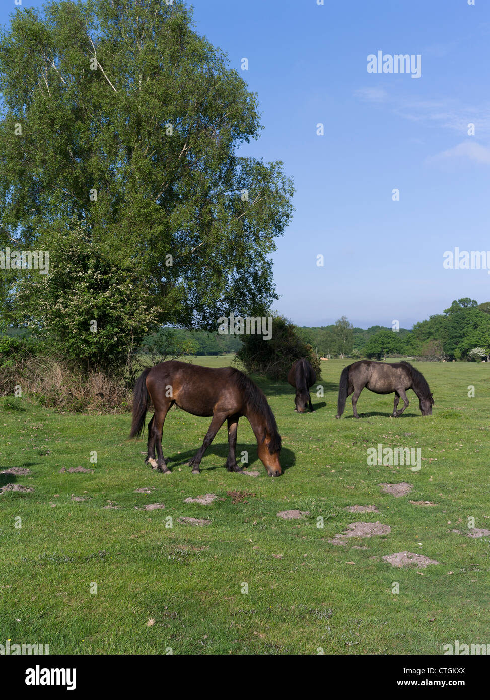 dh  NEW FOREST HAMPSHIRE New Forest horse ponies grazing on common land horses Stock Photo
