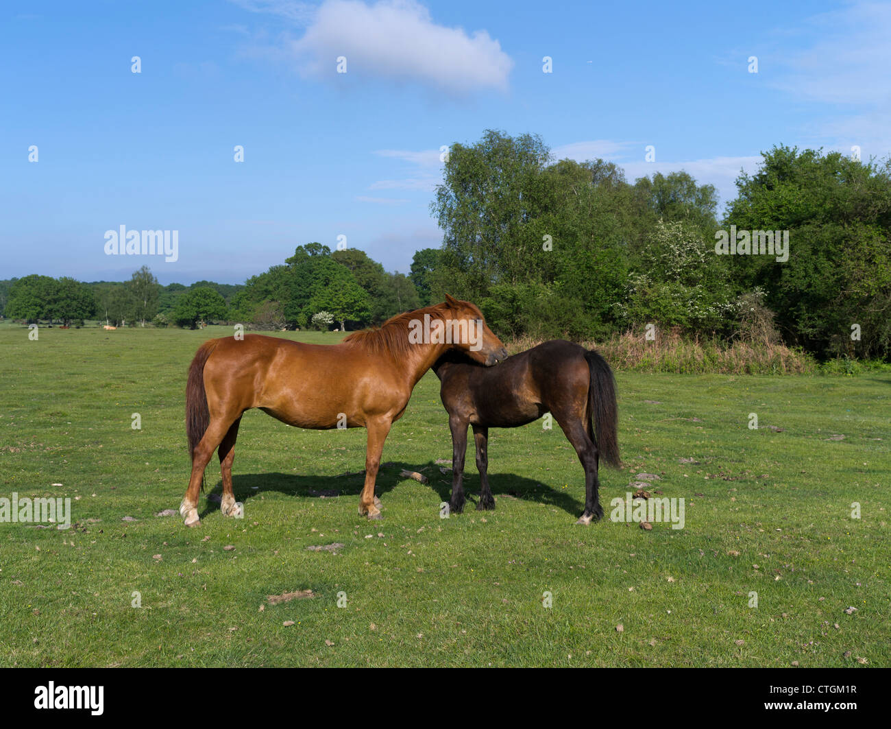dh  NEW FOREST HAMPSHIRE New Forest pony horses grooming each other on common land ponies Stock Photo