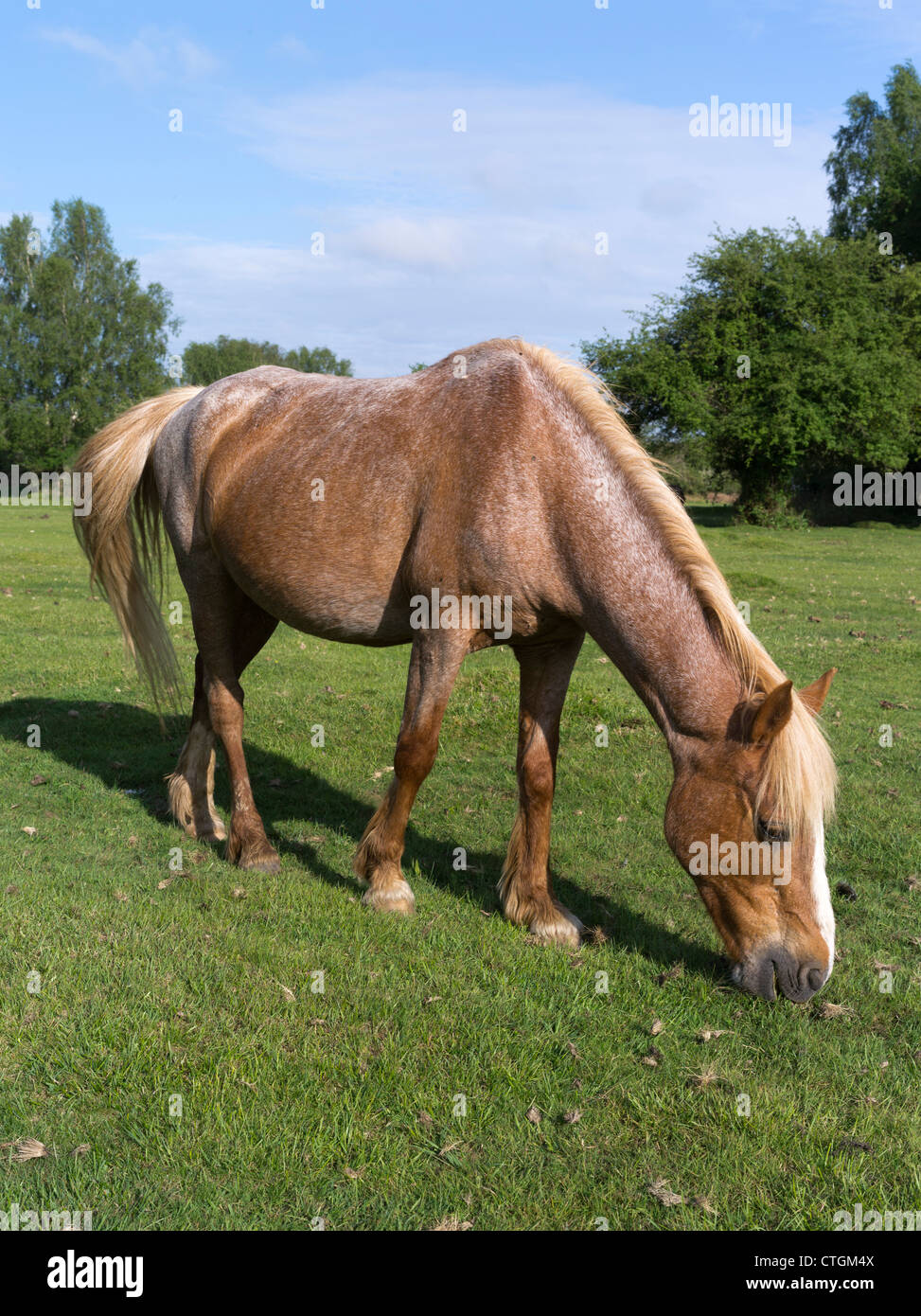 dh  NEW FOREST HAMPSHIRE New Forest pony a horse grazing on common land in field uk Stock Photo