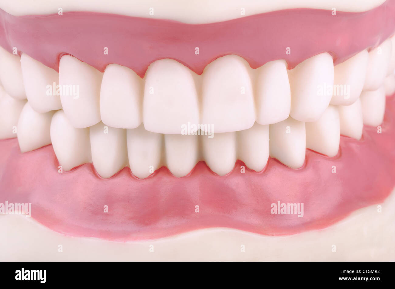 Dental demonstration model of teeth Stock Photo