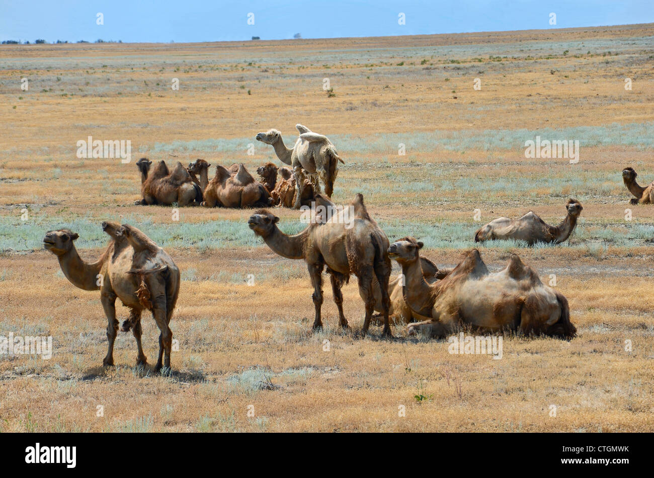 Group of wild bactrian camels in Kazakhstan desert Stock Photo
