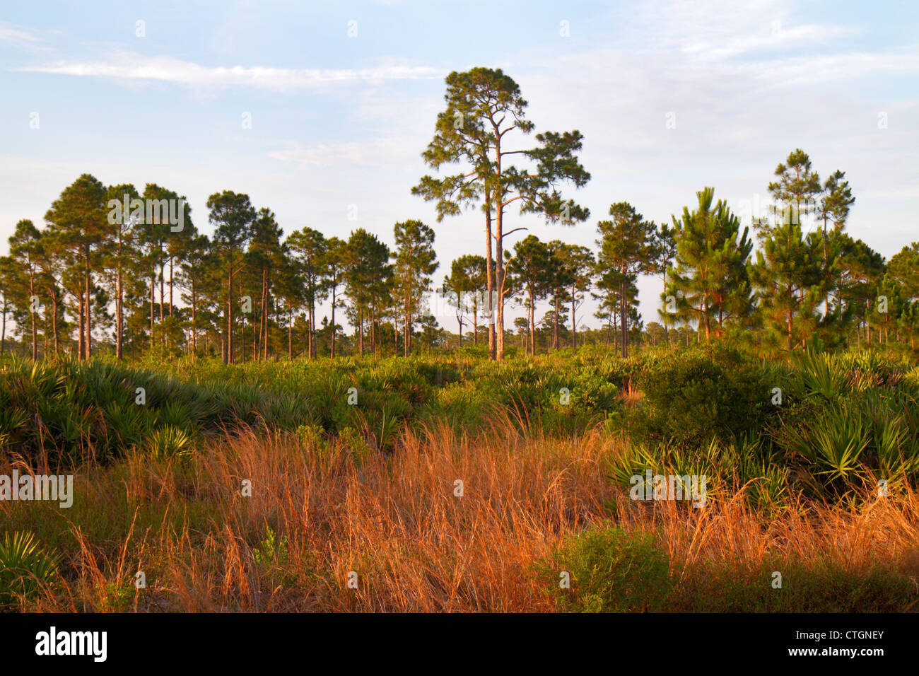 Jensen Beach Florida,Savannas Preserve State Park,freshwater marshes,coastal pine tree,slash pines,grasses,FL120526140 Stock Photo