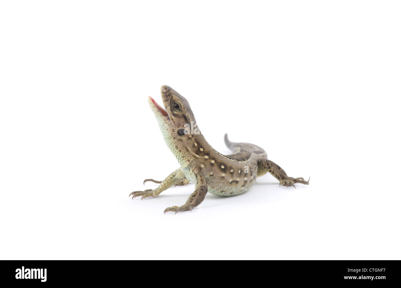 Small lizard isolated on white Stock Photo