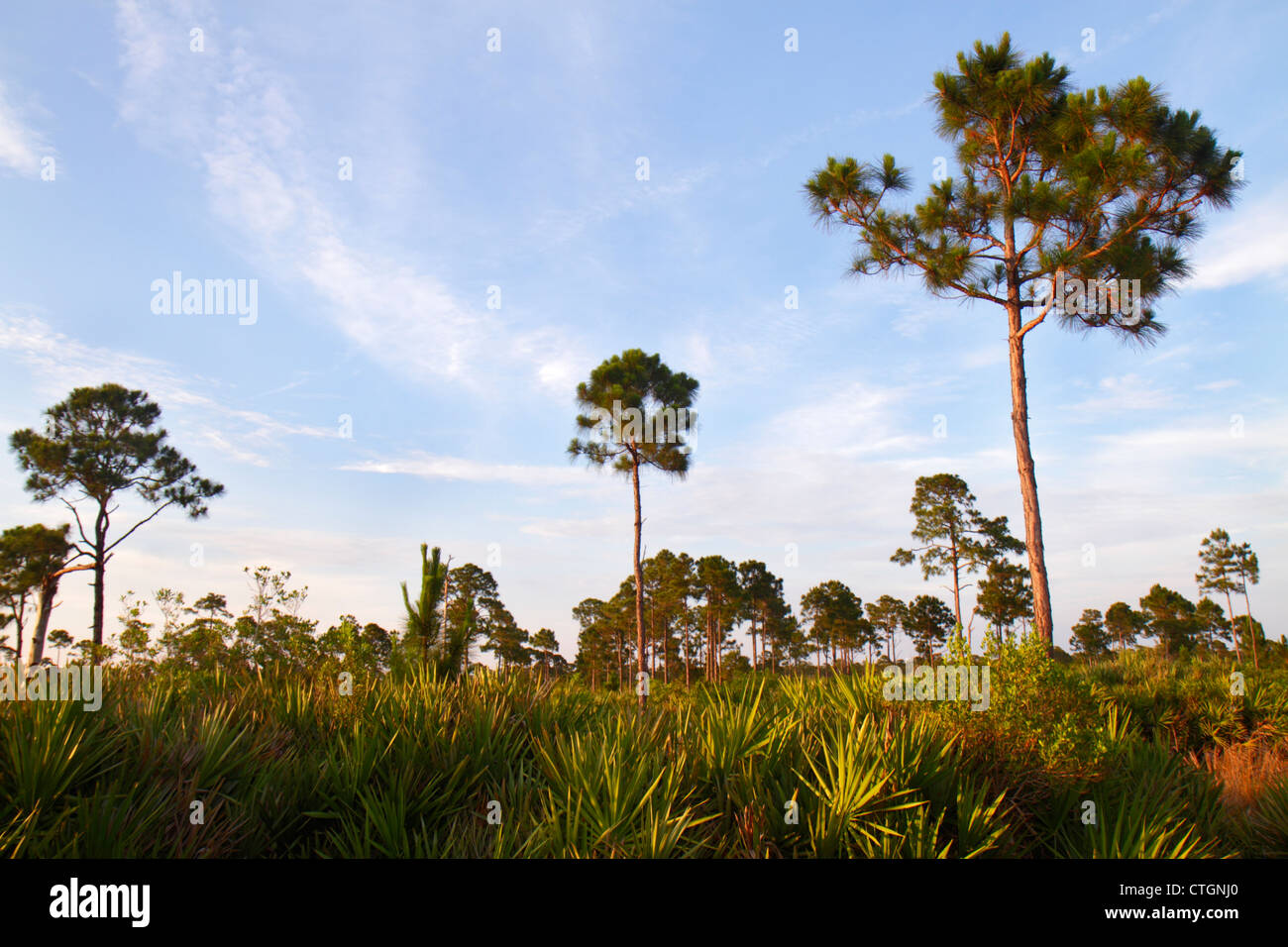 Jensen Beach Florida,Savannas Preserve State Park,freshwater marshes