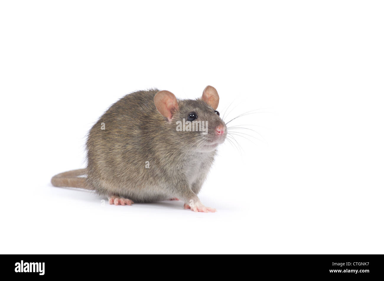 rat isolated on white background Stock Photo - Alamy
