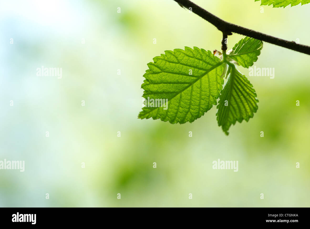 green leaves background in sunny day Stock Photo