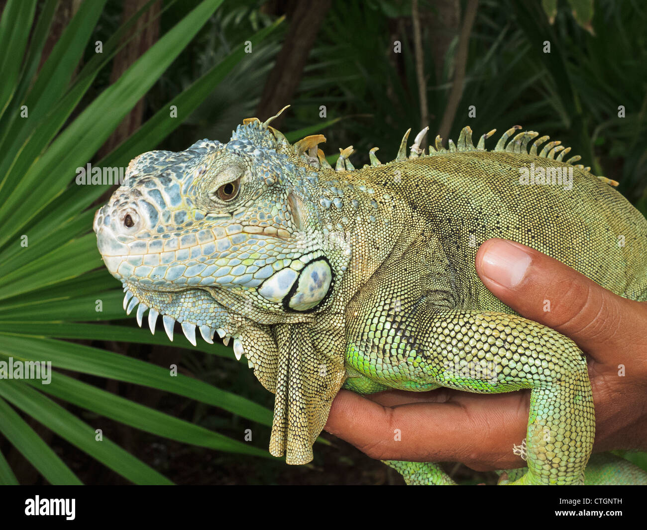 Green iguana in the hand of his owner in Riviera Maya, Yucatan, Mexico