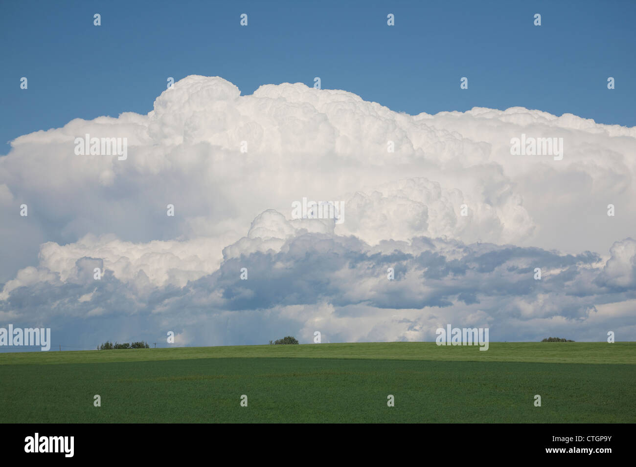 Dramatic Thunderstorm Clouds In Green Wheat Fields And Blue Sky; Alberta, Canada Stock Photo