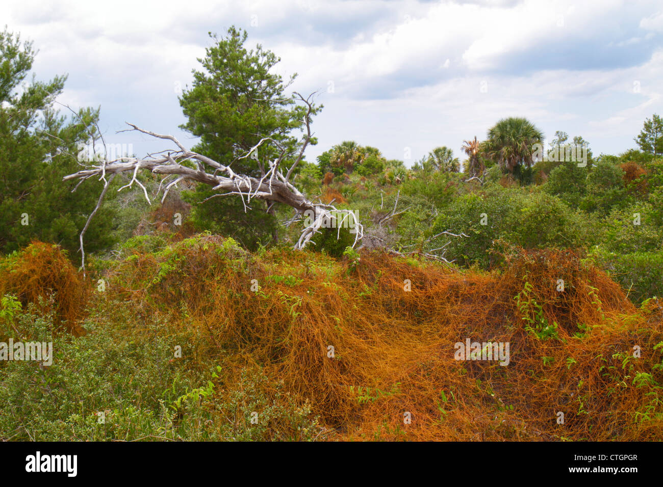 Florida Martin County,Hobe Sound,Jonathan Dickinson State Park,scrub