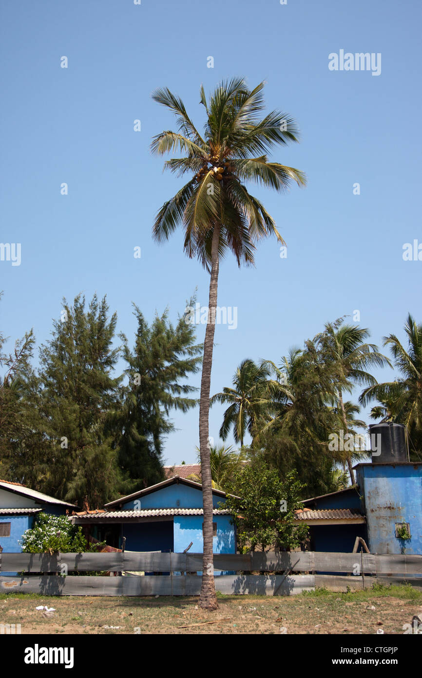 palm tree arugam bay, sri lanka. Stock Photo