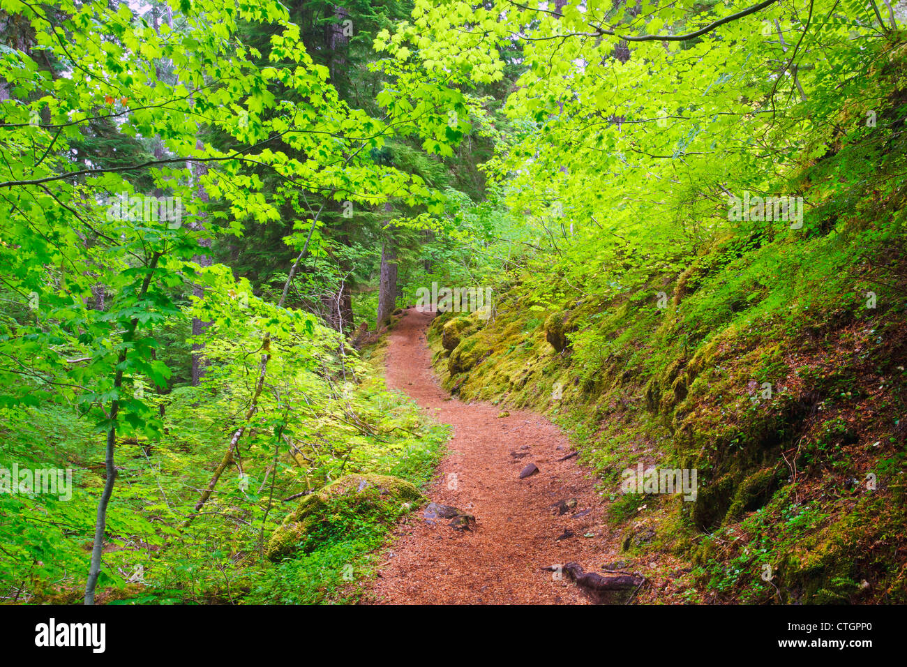 Trail To Proxy Falls In Willamette National Forest; Oregon, United States of America Stock Photo