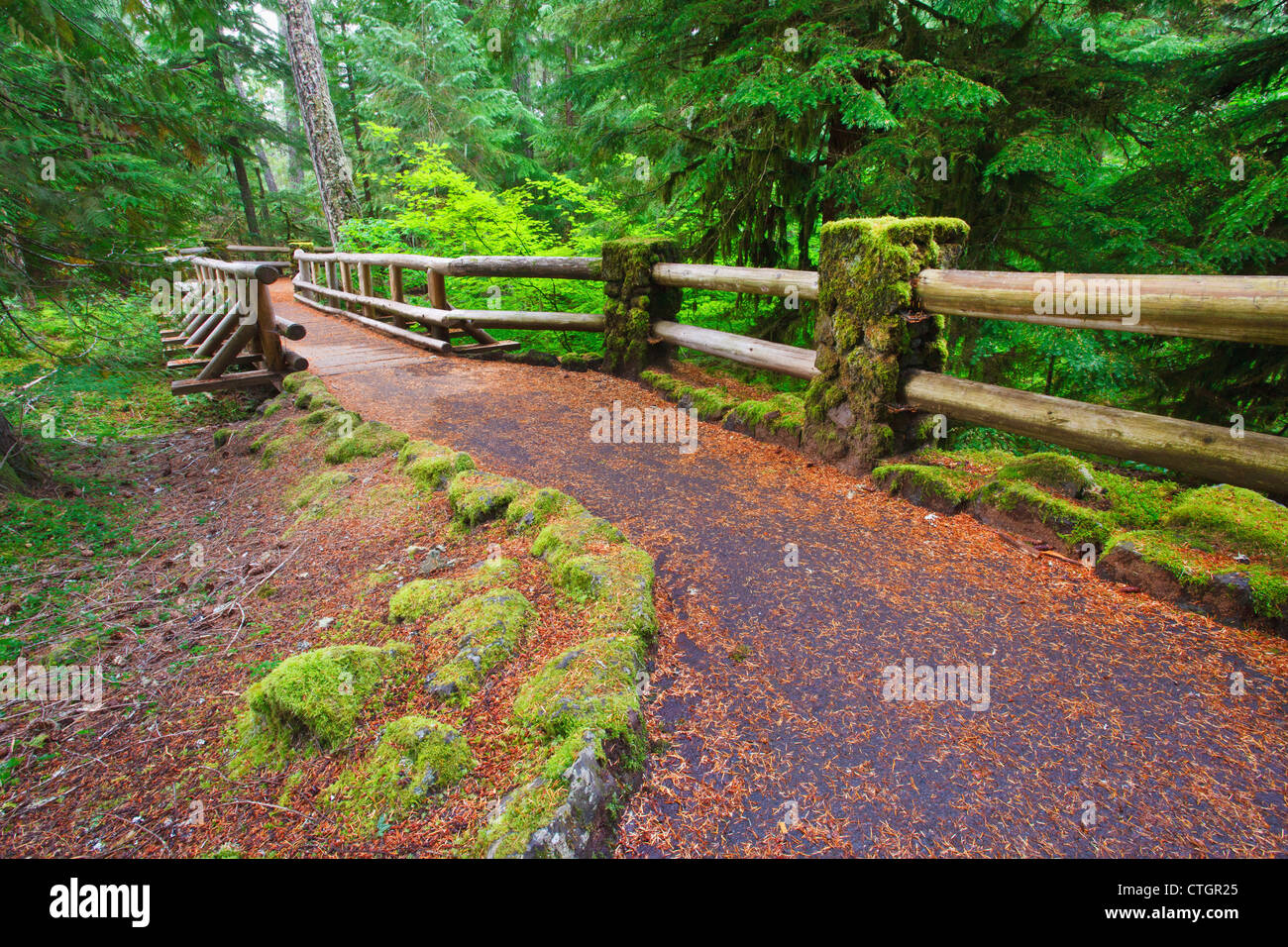 Trail To Sahalie Falls And Mckenzie River In Willamette National Forest; Oregon, United States of America Stock Photo