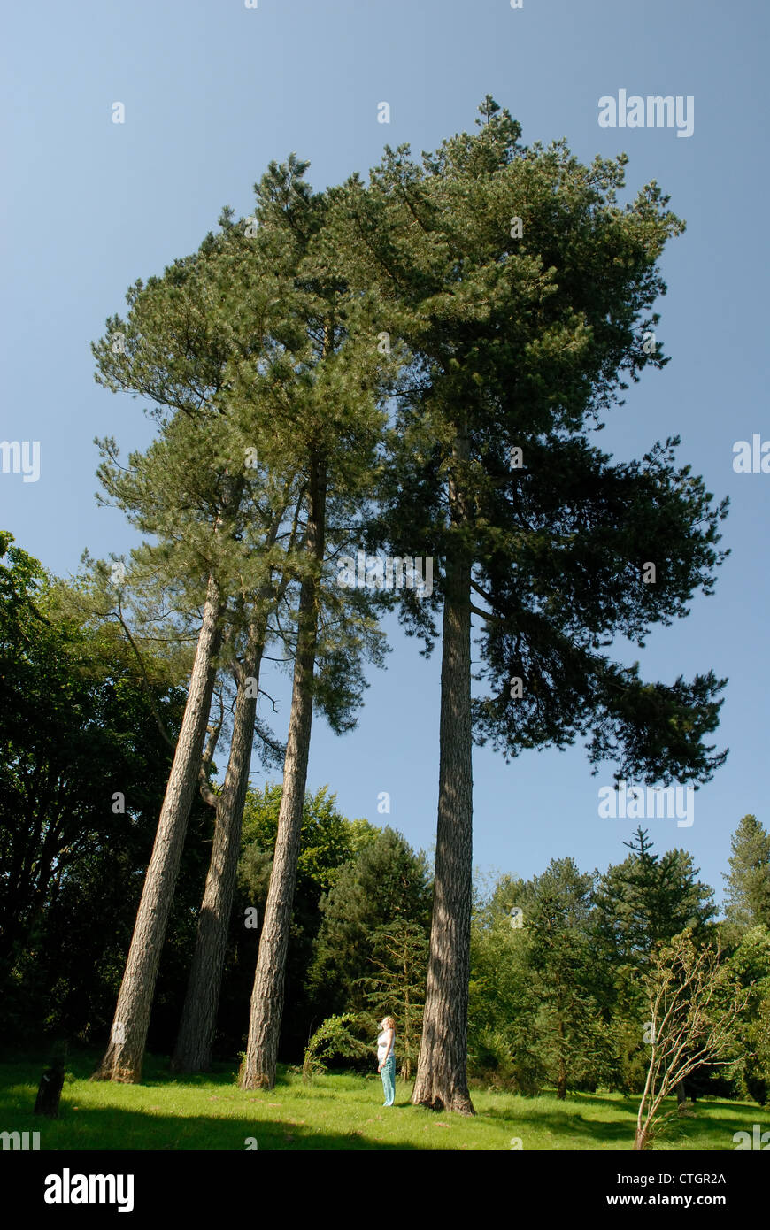 A woman looks up at some tall trees at Hergest Croft Gardens in Kington Herefordshire Stock Photo