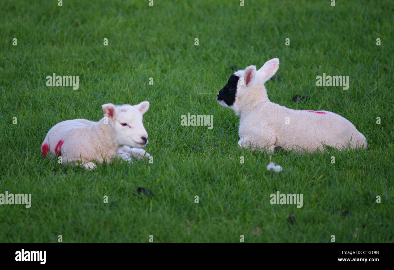 Spring lambs relaxing. Photographed at Winsley, Bradford on Avon