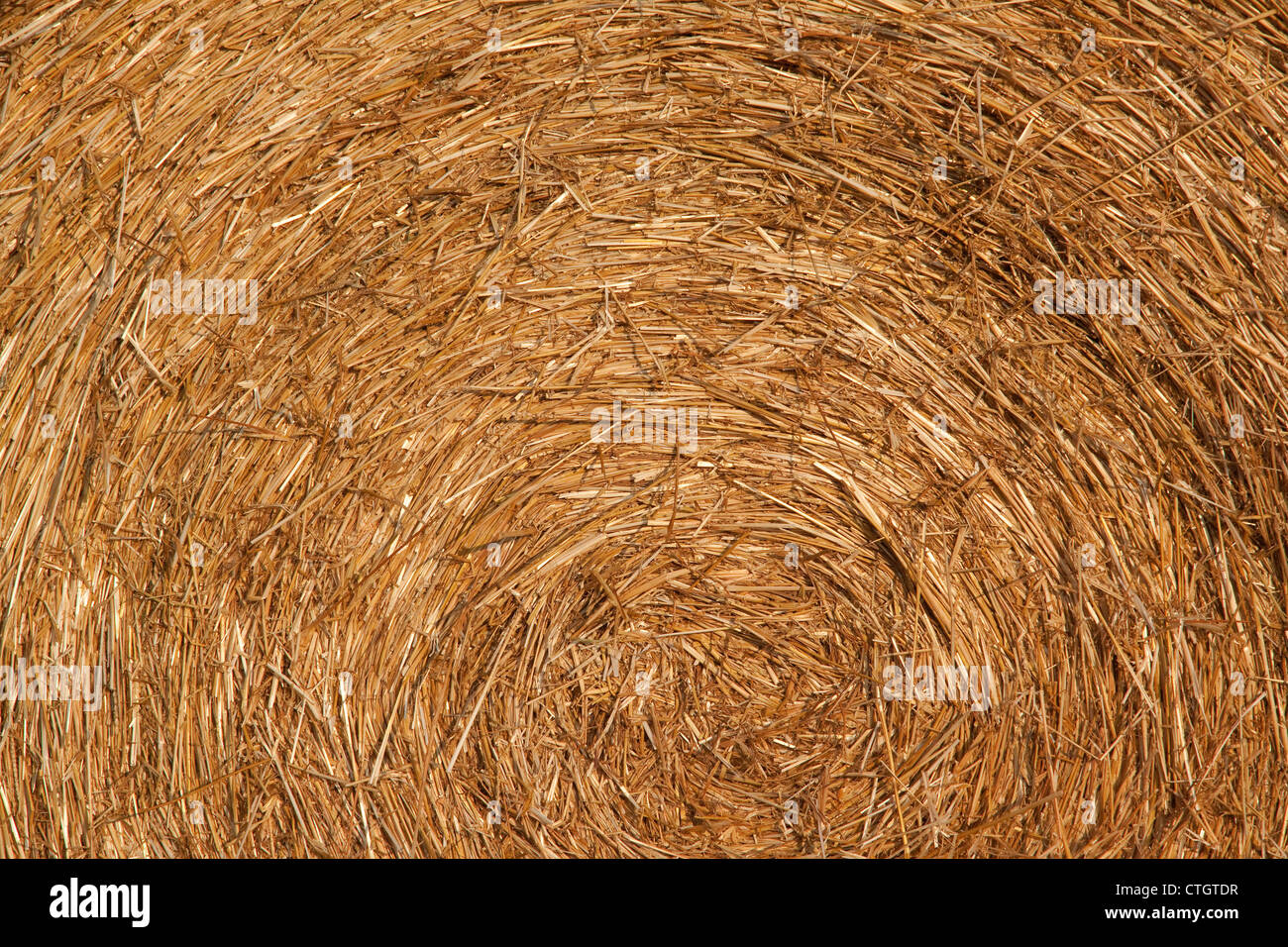 Close view of baled hay central Michigan USA Stock Photo