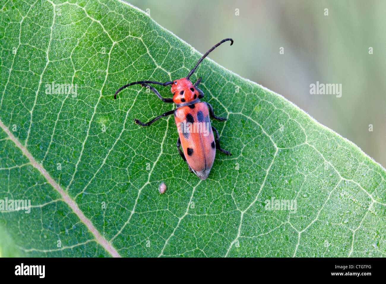 Red Milkweed Beetle Tetraopes tetrophthalmus on Common Milkweed leaf Asclepias syriaca Eastern United States Stock Photo