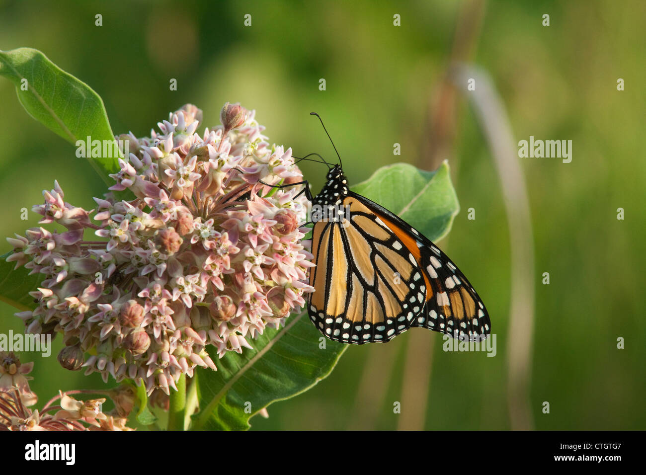 Monarch Butterfly danaus plexippus nectaring feeding pollinating Common Milkweed plant ( Asclepias syriaca ) Michigan USA Stock Photo