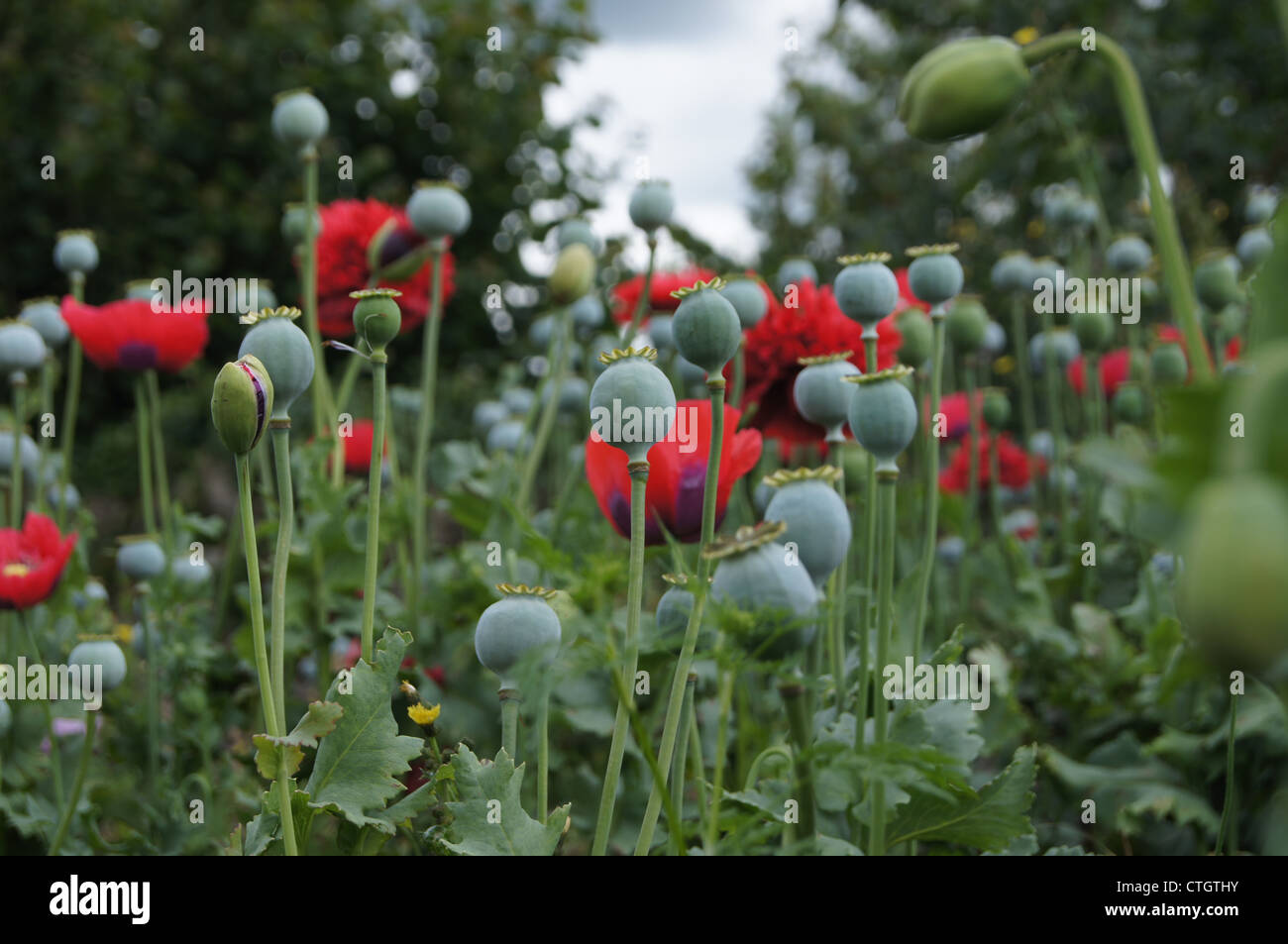 Poppies in bloom and seed Stock Photo Alamy