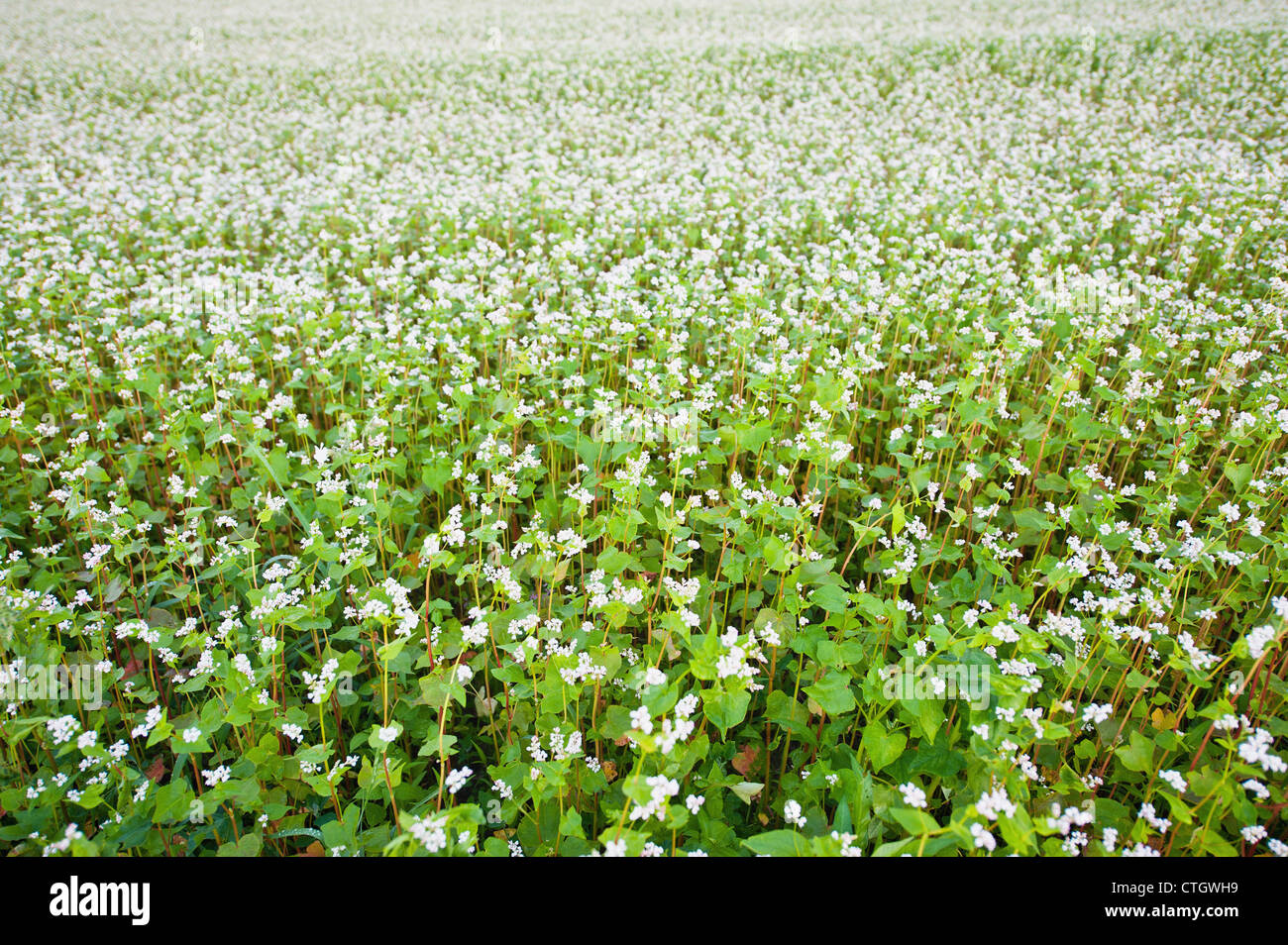 Field of buckwheat with white flowers Stock Photo - Alamy