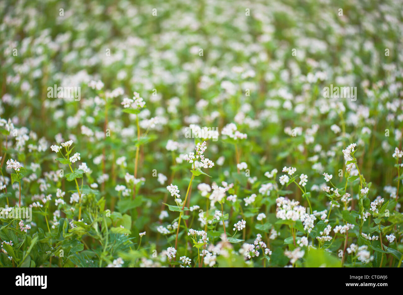 Buckwheat in blossom Stock Photo