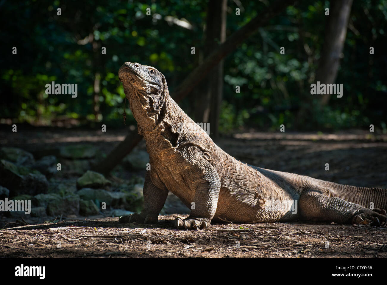 Komodo dragon claw hi-res stock photography and images - Alamy