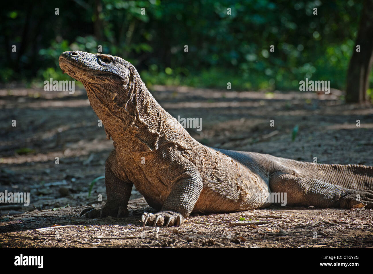 The Komodo dragon is a large species of lizard found in the Indonesian  islands of Komodo, Rinca, Flores, Gili Motang and Padar Stock Photo - Alamy