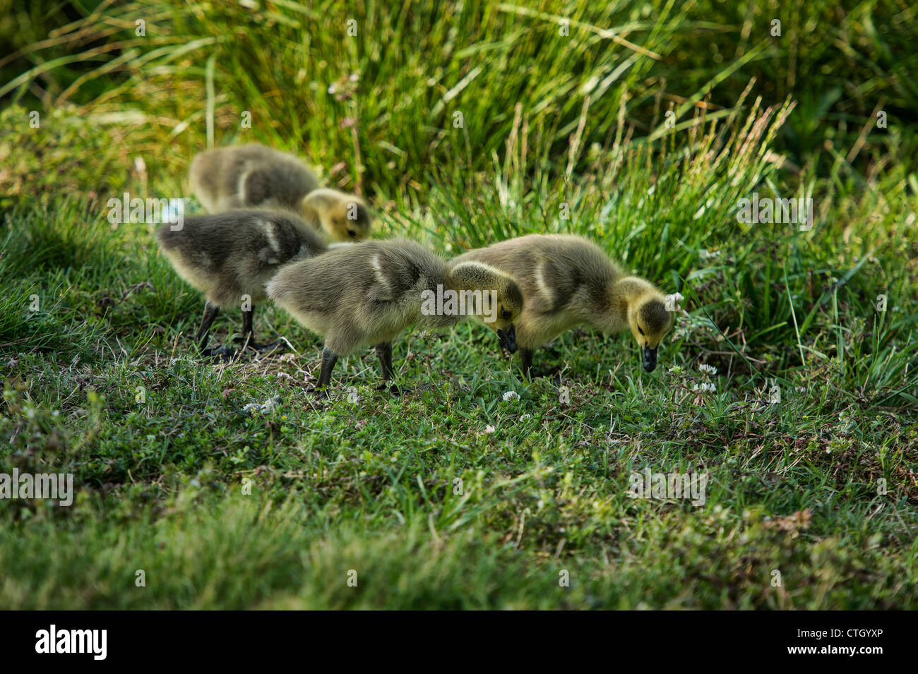 Canadian goose goslings. Stock Photo